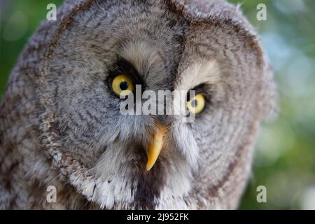 A Great Grey Owl, Pitcombe Rock Falconry, Somerset, Angleterre, Royaume-Uni Banque D'Images