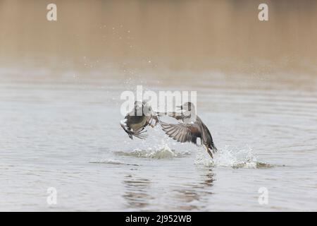 Gadwall (Anas strepera) 2 mâles adultes qui s'enlachent de l'eau, Suffolk, Angleterre, avril Banque D'Images