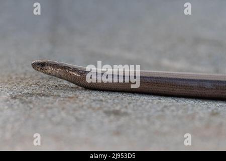 Worm lent (Anguis fragilis) Norfolk GB Royaume-Uni Mai 2022 Banque D'Images