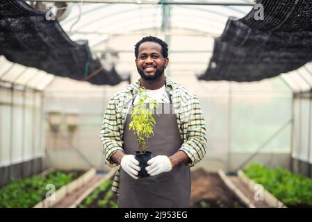 Portrait d'un fermier africain souriant tenant une caisse de plantes fraîches dans une plantation en serre industrielle. Banque D'Images