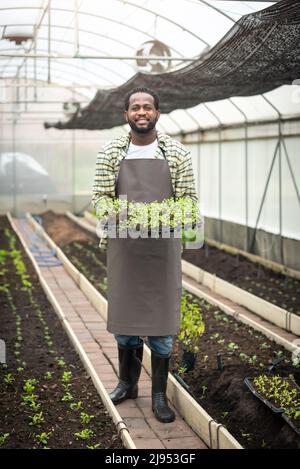 Portrait d'un fermier africain souriant tenant une caisse de plantes fraîches dans une plantation en serre industrielle. Banque D'Images