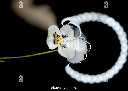 Fleur de Pansy dans l'eau avec réflexions de flash macro LED. Banque D'Images