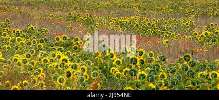 Tournesols et coquelicots, Riel-les-eaux, Champagne, France Banque D'Images