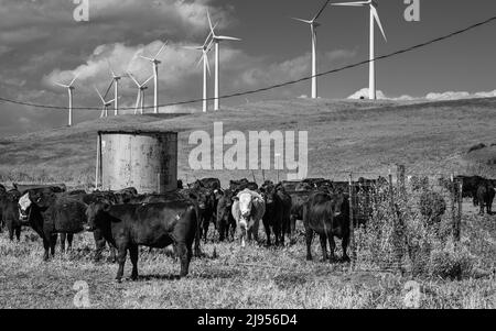 Un troupeau de vaches gardant la gestion des pâturages dans l'ordre sur la ferme éolienne Banque D'Images