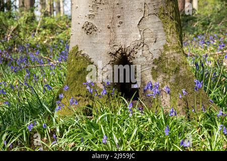 des cloches autour de la partie moulée d'un tronc d'arbre avec un trou au milieu ressemblant à une porte de fée Banque D'Images