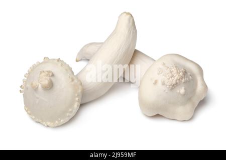 Paire de champignons shimeji frais déformés isolés sur fond blanc gros plan Banque D'Images