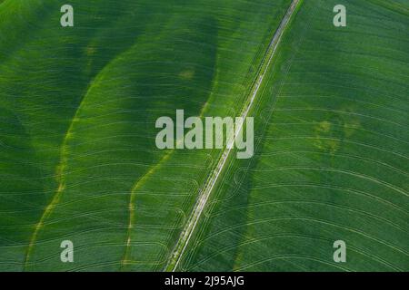 Géométrie des collines de Toscane de printemps. Vue aérienne Banque D'Images