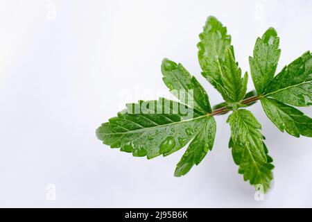 Semis de cannabis isolé sur fond blanc. Aménagement de feuilles de marijuana fraîches et vertes, vue du dessus. Notion de culture du chanvre, vue macro. Banque D'Images