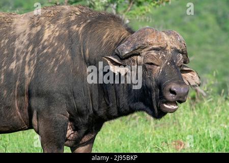 Buffle du Cap africain (Syncerus caffer caffer) dans le parc Hluhluwe–Imfolozi / réserve de gibier, KwaZulu-Natal, Afrique du Sud Banque D'Images