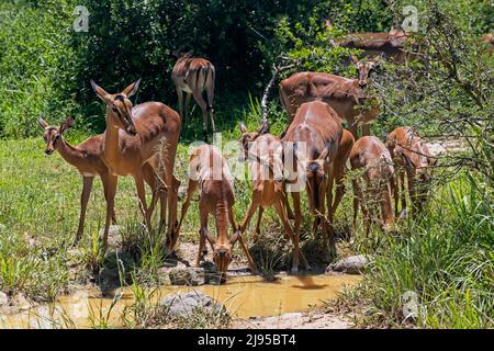 Impala femelles / brebis avec veaux (Aepyceros melampus) eau potable de trou d'eau, parc Hluhluwe–Imfolozi, KwaZulu-Natal, Afrique du Sud Banque D'Images