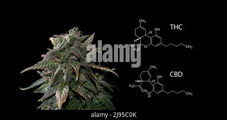 Cônes de cannabis avec formules THC et CBD, vue macro. Mûrir la plante de marijuana sur fond noir. Femelle de cannabis avec fleurs et blanc Banque D'Images