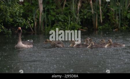 Une oie graylag (Anser anser) conduit un groupe de pergoleurs par de fortes pluies sur un lac dans le Kent Banque D'Images