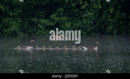 Une famille d'oies grises (Anser anser) pagayez à travers une forte pluie sur un étang sombre dans le Kent, en Angleterre Banque D'Images