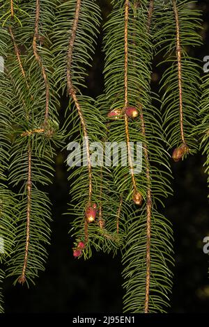 Feuilles et cônes en développement de l'épinette de Norvège de Cranston 'Cranstonii' (Picea abies) Banque D'Images