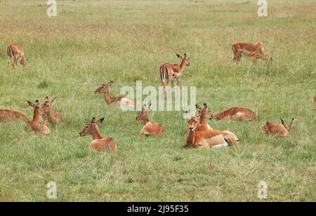 Groupe de plusieurs gazelles situées sur la savane au Kenya, en Afrique Banque D'Images