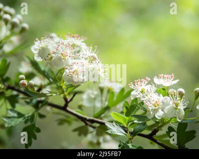 Fleurs d'amande avec un fond vert clair flou Banque D'Images