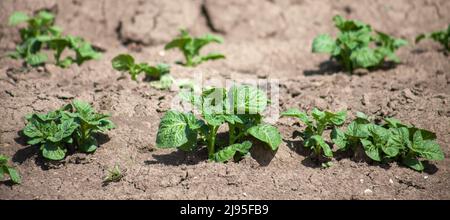 Feuilles de pomme de terre germées dans le sol. Culture agricole de tubercules Banque D'Images