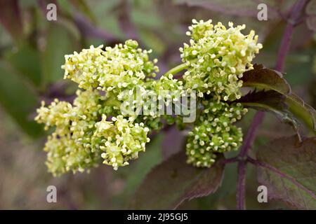 Sambucus racemosa, les noms communs de sureau rouge et l'inflorescence de l'aîné rouge-mûri Banque D'Images