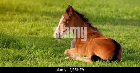 Le foal est couché dans l'herbe verte. Pâturage un jour ensoleillé d'été. Extérieur en été. Un cheval de sport pur-sang Banque D'Images