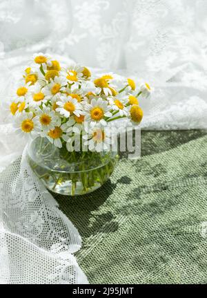 Scène de vie d'été avec fleurs sauvages de camomille de Marguerite. Marguerites fleurs de camomille dans un pot en verre sur un napperon vert avec tulle blanche Banque D'Images