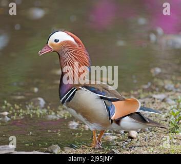 Oiseau, Mandarin masculin, Aix, galericulata Banque D'Images