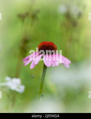 Un seul fleur de corbeen violet dans un champ. Fleurs sauvages supplémentaires floues en arrière-plan. Banque D'Images