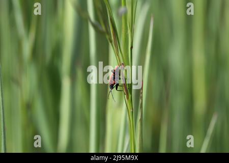 insecte de feu assis dans un pré dans l'herbe en été ou au printemps au soleil Banque D'Images