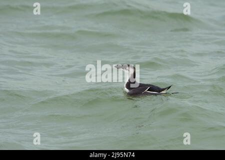 Razorbill (Alca torda) en hiver plumage maillot de bain en mer du Nord Banque D'Images