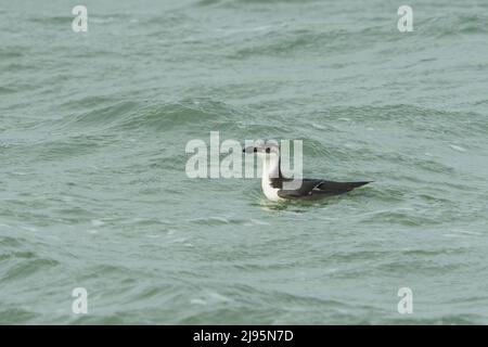 Razorbill (Alca torda) en hiver plumage nager en mer du Nord avec une sangle en plastique autour de ses ailes Banque D'Images