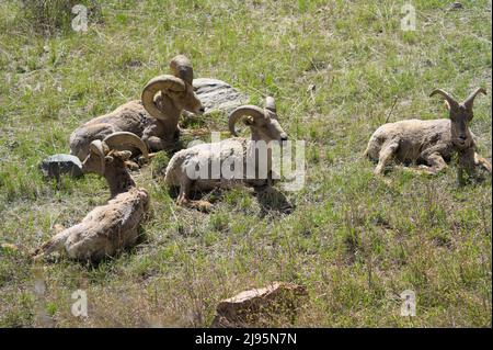 Mouflon de Bighorn reposant au soleil Banque D'Images