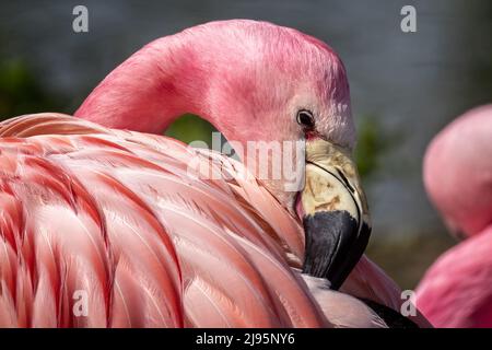 Gros plan de la tête et du cou d'un Flamingo andin avec son bec niché dans ses plumes Banque D'Images