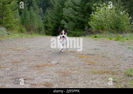 Vue à angle bas du petit chien heureux qui court vers l'appareil photo sur la piste dans une forêt verte Banque D'Images