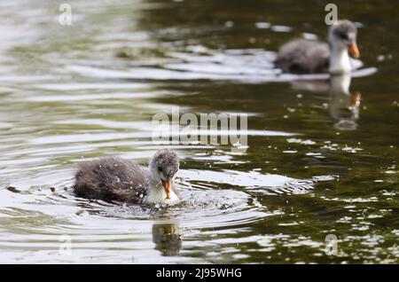 Piscine de Coot Chick à Pond, Dundee, Écosse Banque D'Images