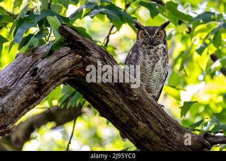 Grand hibou des cornes adulte (Bubo virginianus) - Brevard, Caroline du Nord, États-Unis Banque D'Images