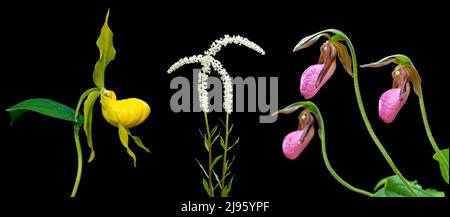 Composites colorés de fleurs sauvages (Yellow Lady's Slipper, Fairy Wand et Pink Lady's chaussons) isolés sur fond noir - Caroline du Nord, États-Unis Banque D'Images