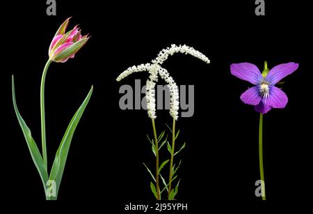 Composites floraux colorés (tulipe, fée et violet) isolés sur fond noir - Caroline du Nord, États-Unis Banque D'Images