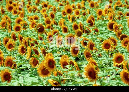 Beaucoup de tournesols dans le vent dans le champ d'été Banque D'Images