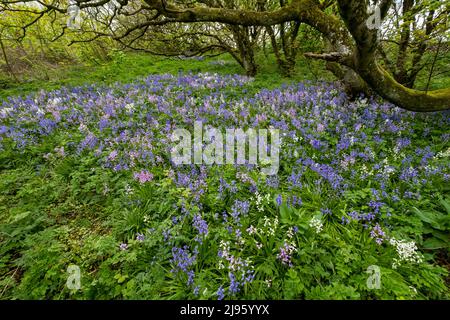 Un tapis de Bluebells ( jacinthoides non-scripta) couvre le sol dans une petite forêt à Gyre, dans les îles Orcades, en Écosse. Banque D'Images