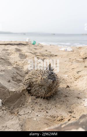 Le corégone à longue épine ( Diodon holocanthus ) jeté comme déchet par les pêcheurs sur la plage Wayari Bhurnath à Malvan Banque D'Images