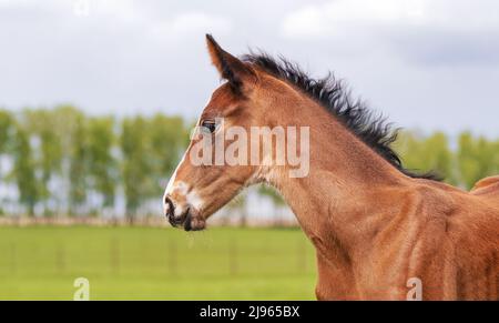 La tête du foal est un gros plan. Portrait d'un Colt pur-sang dans un pré. Pâturage un jour ensoleillé d'été. Arrière-plan d'été Banque D'Images