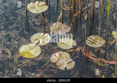 Vue en grand angle sur les fleurs de lotus dans un étang. Copier l'espace. Concept de tranquillité, zen. Banque D'Images