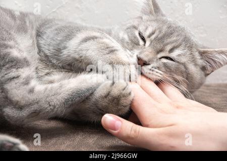 Un chaton en colère mord la main du propriétaire. Un petit chaton gris espiègle mord la main d'une femme caucasienne. Le chaton veut jouer. Banque D'Images