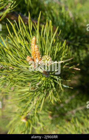 Belle mise au point douce, petits cônes de pin vert sur les branches avec aiguilles. Petits cônes de pin vert aux extrémités des branches. Le concept de protection de tre Banque D'Images