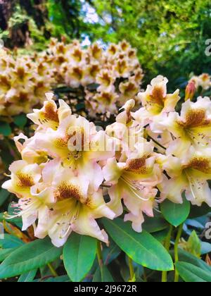 Pétales de fleurs d'alstroemeria blanc jaune rouge dans le jardin Banque D'Images