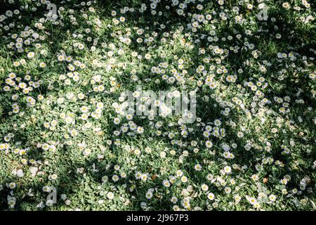 Vue rapprochée sur la nature avec aménagement vert créatif composé d'herbe verte et de fleurs de pâquerettes sur la prairie printanière. Arrière-plan naturel Banque D'Images