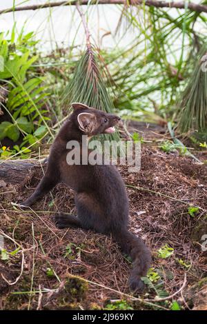 American Pine Marten (Martes americana) Kit regarde sur l'épaule bouche ouvert été - animal captif Banque D'Images