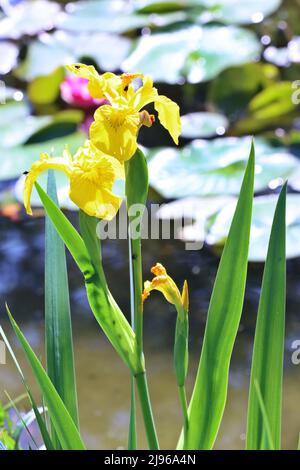 Sumpf-Schwertlie (Iris pseudacorus) – Ach Gelbe Schwertlie und Wasser-Schwertlie, Am Gartenteich eines naturnahen Gartens Banque D'Images