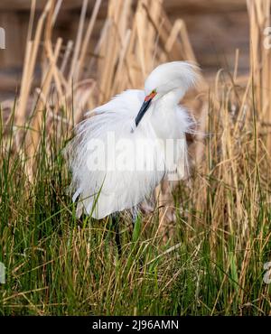 Gros plan d'un toilettage Snowy Egret sous son beau plumage à la fluffée avec un fond naturel. Banque D'Images