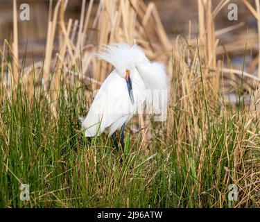 Un Egret de neige avec une belle manie blanche de plumes frottant sa tête sur son dos pendant le toilettage. Banque D'Images