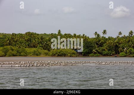 Troupeau de la rivière Ternes ( Sterna aurantia ) vu sur la rivière Karli à Devbag, Malvan, Maharashtra Banque D'Images